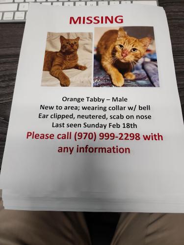 Lost Male Cat last seen Se 10th and federal, Deerfield Beach, FL 33441