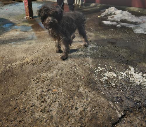 Lost Female Dog last seen Bruner Avenue , The Bronx, NY 10470