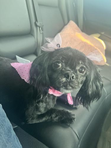 Lost Female Dog last seen W Le Moyne St & N Mayfield Ave, Chicago, IL 60651