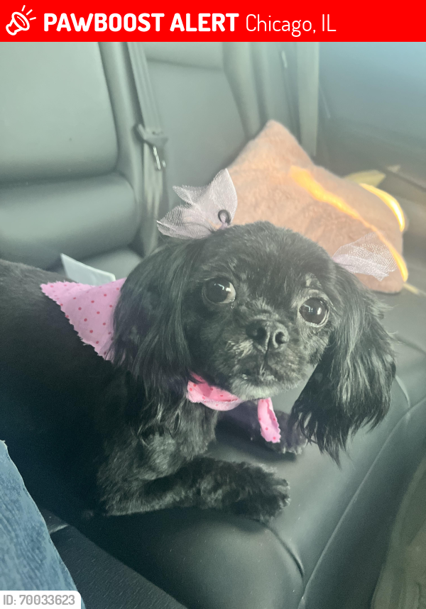 Lost Female Dog last seen W Le Moyne St & N Mayfield Ave, Chicago, IL 60651