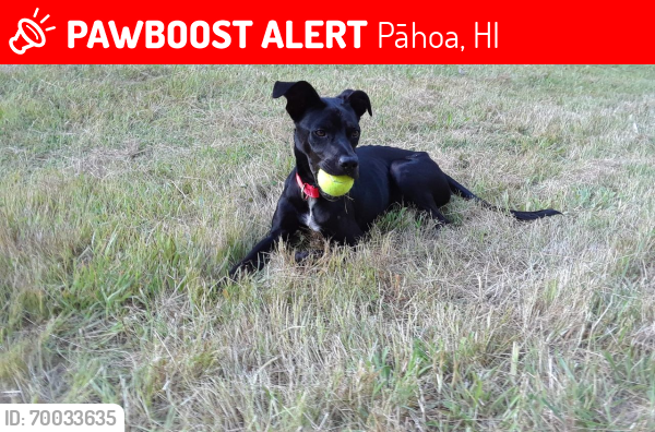 Lost Male Dog last seen Papaya Farms Rd - between Wa'aWa'a and the old 4 corners in Kapoho, Pāhoa, HI 96778
