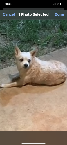 Lost Female Dog last seen Don’t know, Lufkin, TX 75903