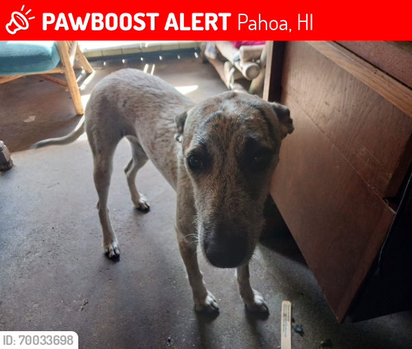 Lost Female Dog last seen Papaya Farms Rd, between Wa'aWa'a and the old four corners near Kapoho, Pahoa, HI 96778