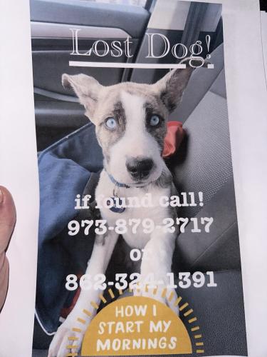 Lost Male Dog last seen riverside park, Stanhope, NJ 07874