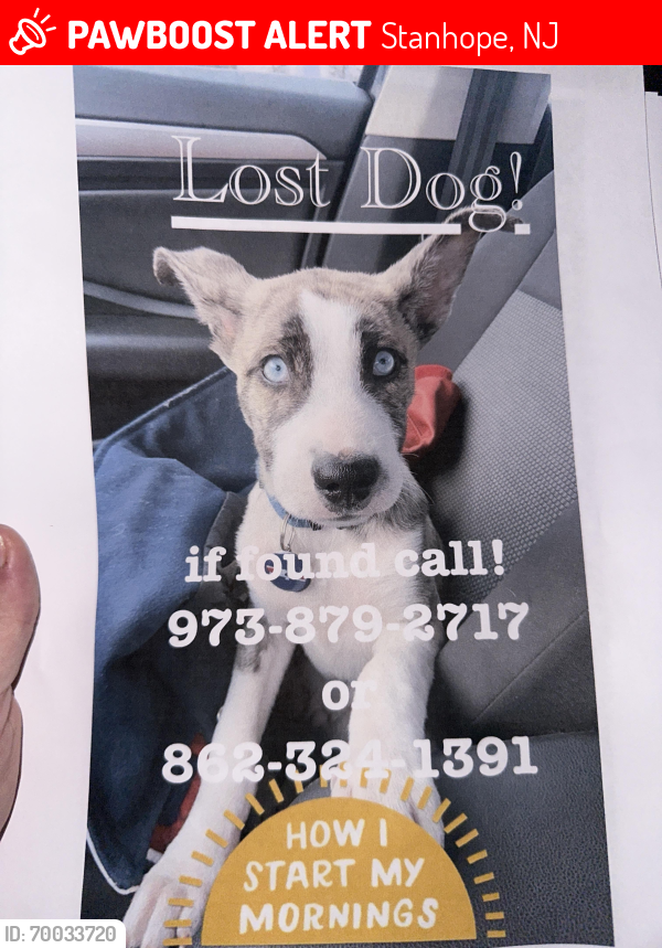 Lost Male Dog last seen riverside park, Stanhope, NJ 07874
