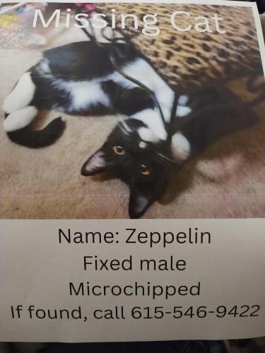 Lost Male Cat last seen Dilton Mankin, Murfreesboro, TN 37127