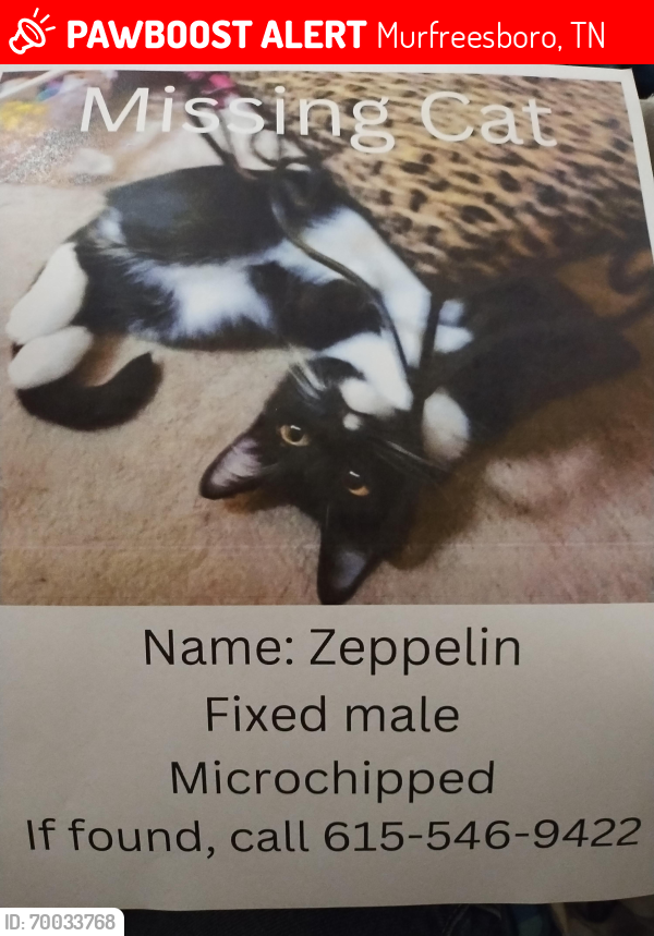 Lost Male Cat last seen Dilton Mankin, Murfreesboro, TN 37127