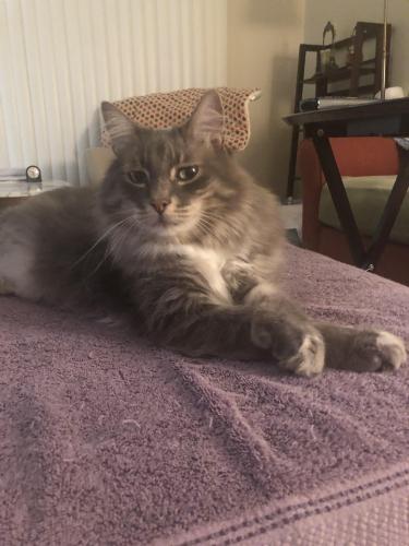 Lost Male Cat last seen Race St. and Fruitdale, San Jose, CA 95126