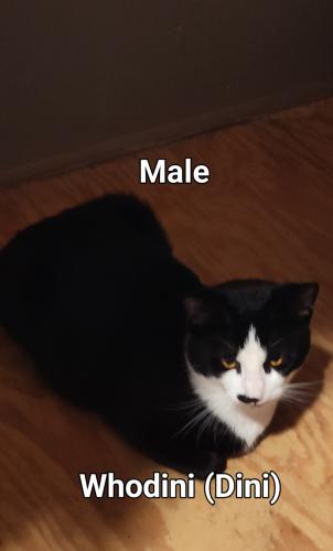 Lost Male Cat last seen Hampshire Pike, college is across the street, Columbia, TN 38401