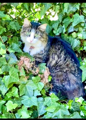 Lost Male Cat last seen Near N 400 E, Bountiful, UT 84010