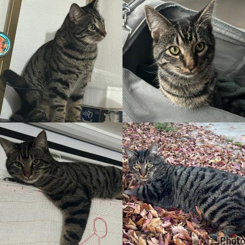Lost Male Cat last seen Bayo St. & Maybelle St. Oakland CA 94619, Oakland, CA 94619