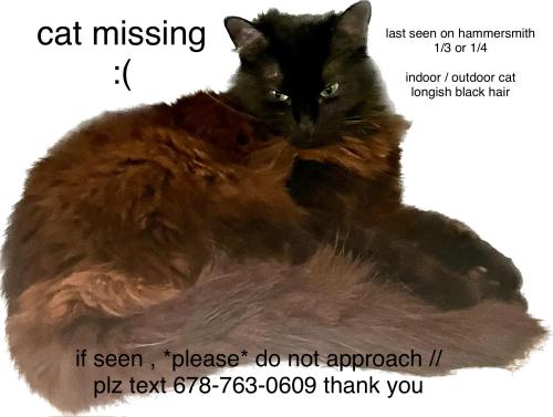 Lost Female Cat last seen hammersmith road, Gwinnett County, GA 30087