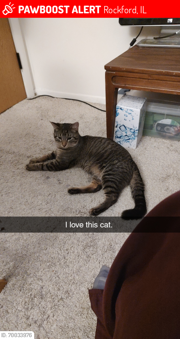 Lost Male Cat last seen Great oaks and beacon hills apartments , Rockford, IL 61109