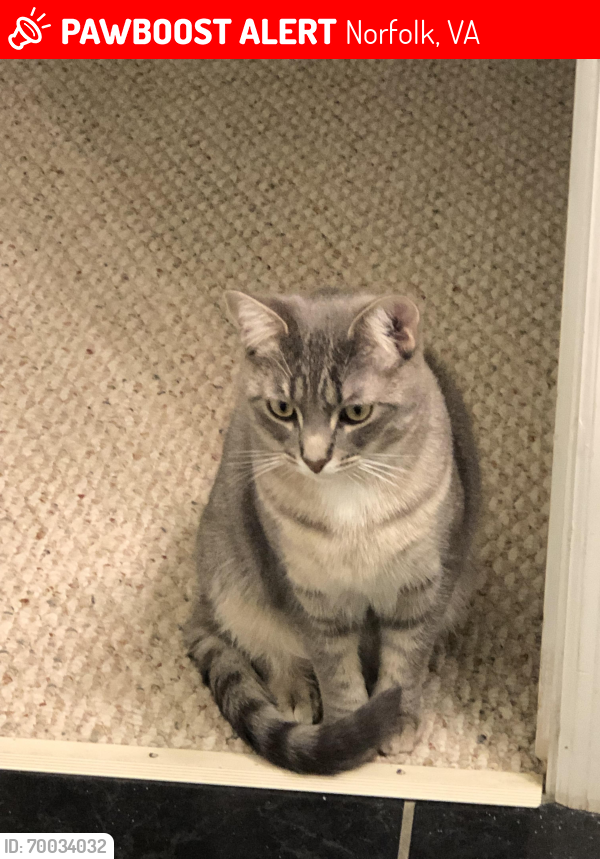 Lost Female Cat last seen College Place and Duke, Heritage at , Norfolk, VA 23510