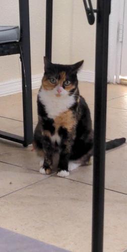 Lost Female Cat last seen Duke Snider Cir and Mickey Mantle Ave , El Paso, TX 79934