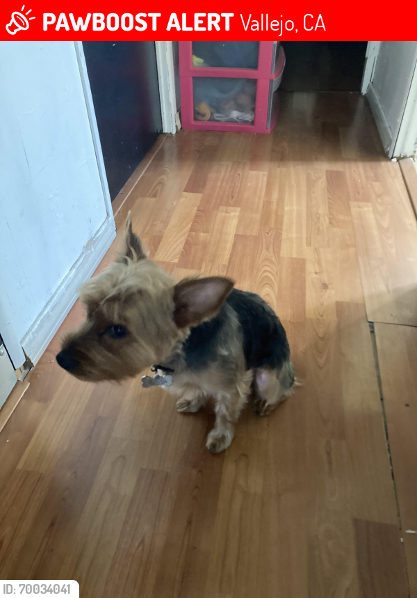 Lost Female Dog last seen Broadway and Tuolumne, near the trailer parks s, Vallejo, CA 94589