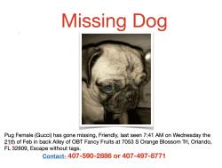 Lost Female Dog last seen By fancy produce in ivy , Orlando, FL 32809
