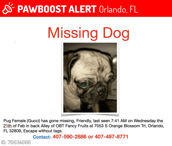 Lost Female Dog last seen By fancy produce in ivy , Orlando, FL 32809