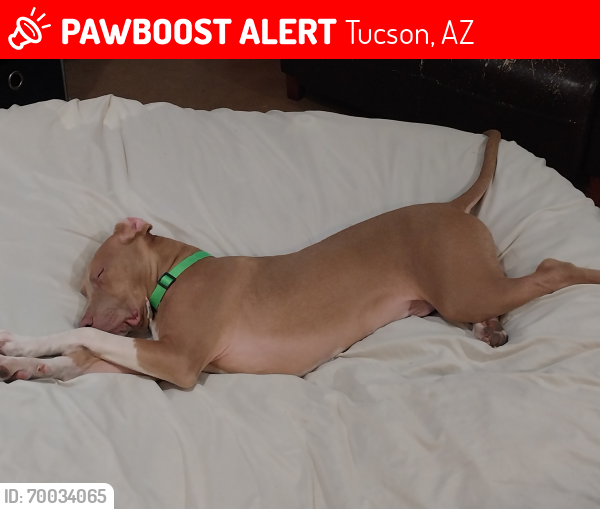 Lost Male Dog last seen Oracle & Orange Grove, Tucson, AZ 85704