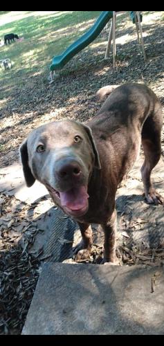 Lost Male Dog last seen Spring place Rd, Cleveland, TN 37311