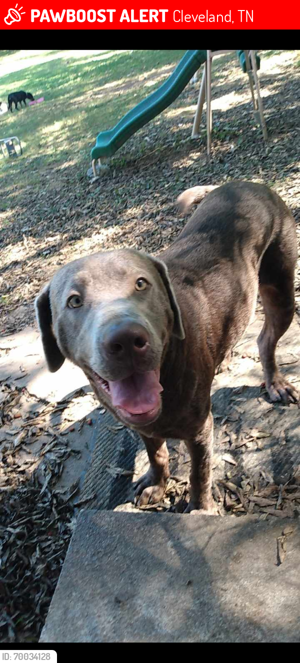 Lost Male Dog last seen Spring place Rd, Cleveland, TN 37311