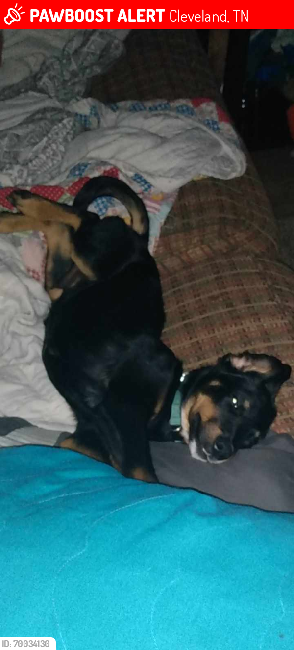 Lost Male Dog last seen Wildwood/Spring Place Rd , Cleveland, TN 37311