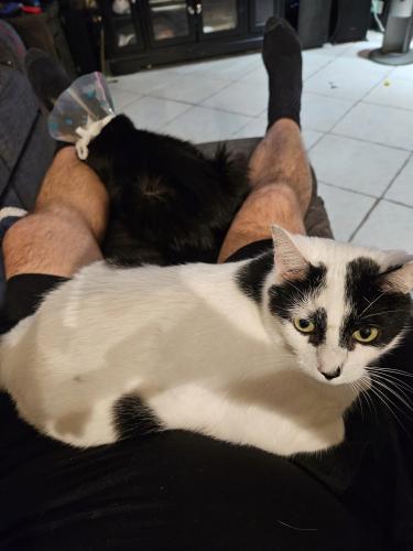 Lost Male Cat last seen NW 20th Court & NW 103rd Terrace, Coral Springs, FL 33071