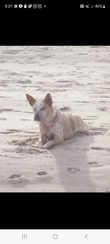 Lost Female Dog last seen Indrio Road, Lakewood Park, FL 34951