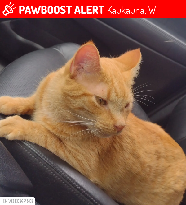 Lost Male Cat last seen Don DeGroot Dr, Kaukauna, WI 54130