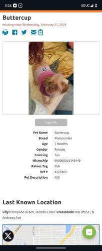 Lost Female Dog last seen Andrews ave and 8th st , Pompano Beach, FL 33069