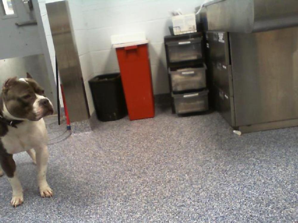 Shelter Stray Male Dog last seen MATTHEWS, Charlotte, NC 28217