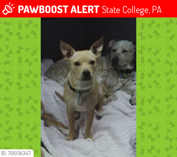 Lost Male Dog last seen Unknown, State College, PA 16801