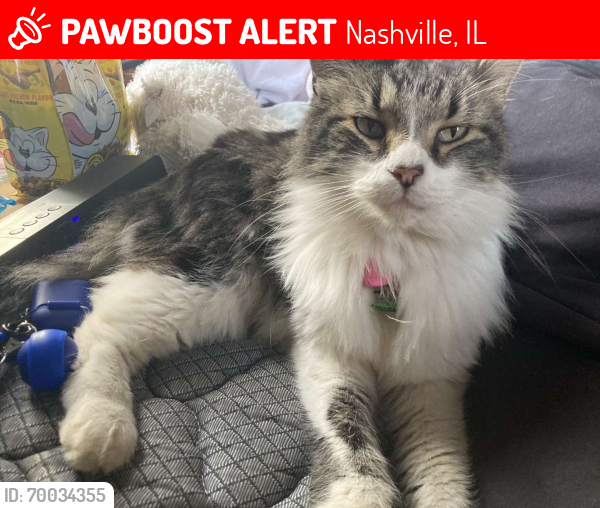 Lost Female Cat last seen Nashville IL, Nashville, IL 62263
