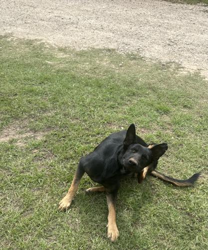 Lost Male Dog last seen Near 69 and SM Tucker Rd, Pollok, TX 75969