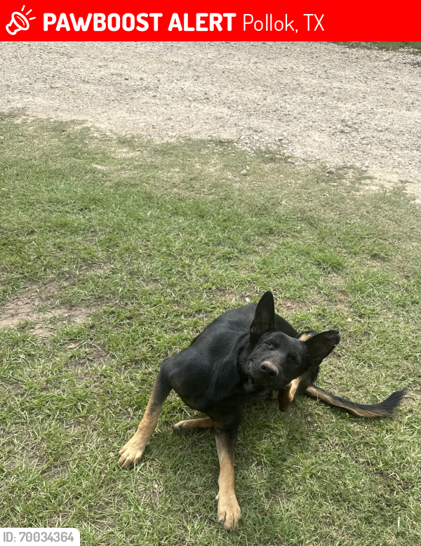 Lost Male Dog last seen Near 69 and SM Tucker Rd, Pollok, TX 75969