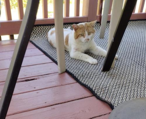 Lost Male Cat last seen Fox Meadow Circle Bluff City , Bluff City, TN 37618