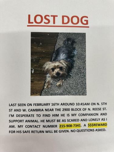 Lost Male Dog last seen W Cambria and N 5th St, Philadelphia, PA 19133