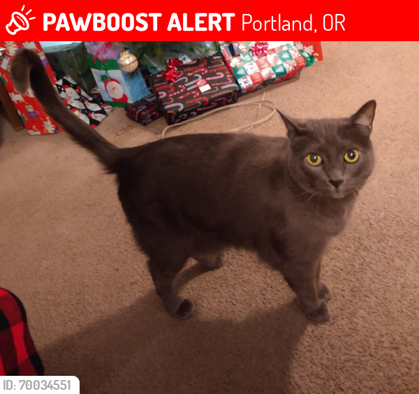 Lost Male Cat last seen NE Siskiyou, Portland, OR 97218
