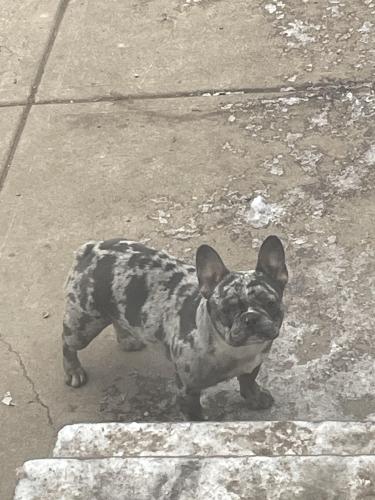 Lost Female Dog last seen Tampa ave cleveland ohio , Cleveland, OH 44109
