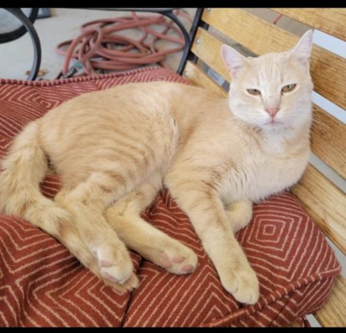 Lost Male Cat last seen Cherry and Uncer, Rio Rancho, NM 87144