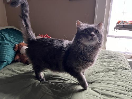 Lost Male Cat last seen Cramer St and Linnwood Ave, Milwaukee, WI 53211