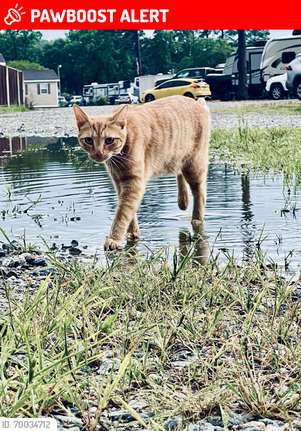 Lost Male Cat last seen Fire Tower Rd and Barhamsville Rd, James City County, VA 23168