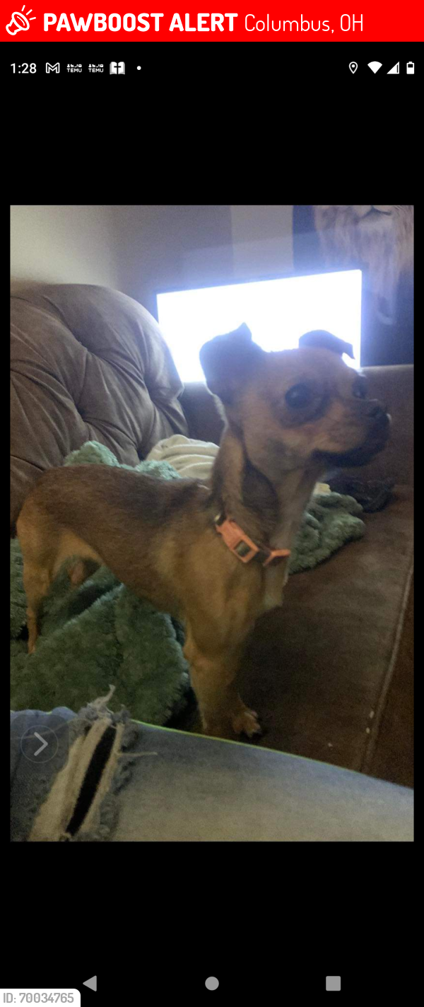 Lost Female Dog last seen Bellows, Columbus, OH 43222
