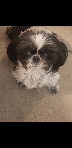 Lost Female Dog last seen East 99th St & Bellaire , Kansas City, MO 64134