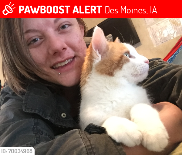 Lost Female Cat last seen Near 59th street Des Moines, ia, Des Moines, IA 50322