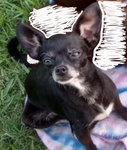 Lost Female Dog last seen Corta calle drive , Houston, TX 77083