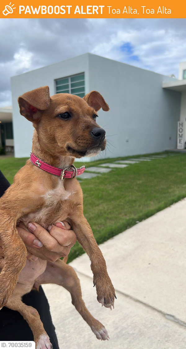 Found/Stray Female Dog last seen PR 861, Toa Alta, Toa Alta 00953