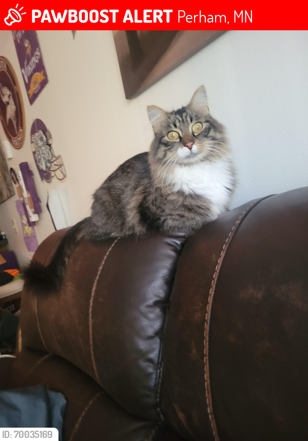 Lost Male Cat last seen Near 210 and 78 highway, Perham, MN 56573