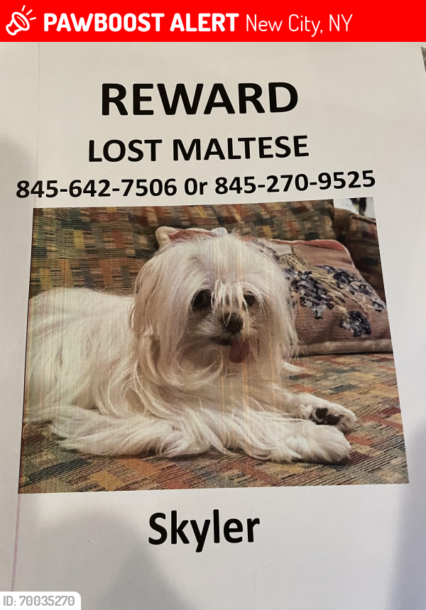 Lost Female Dog last seen Tioga Court/ South Mountain Road , New City, NY 10956