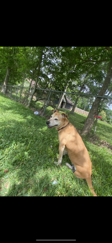 Lost Female Dog last seen Woodland and Woodlawn , Channelview, TX 77530